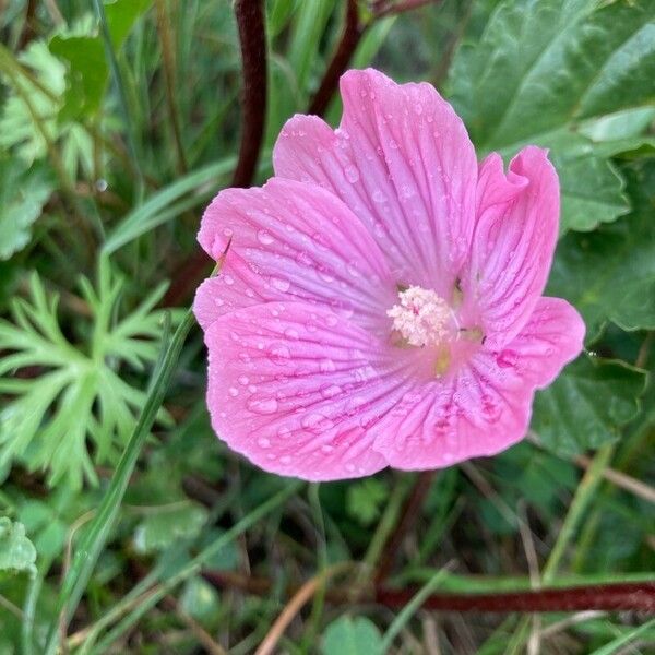 Malope malacoides Цвят