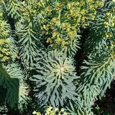 Euphorbia characias Habit