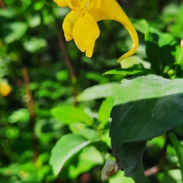 Impatiens noli-tangere Flower