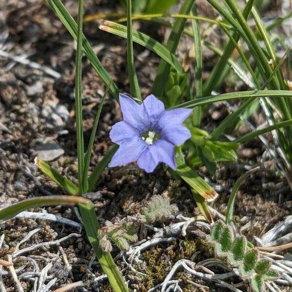 Gentiana prostrata Flor