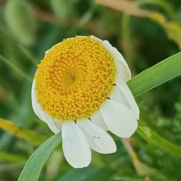 Anthemis cotula Цветок