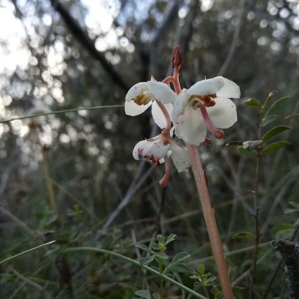 Pyrola rotundifolia Květ