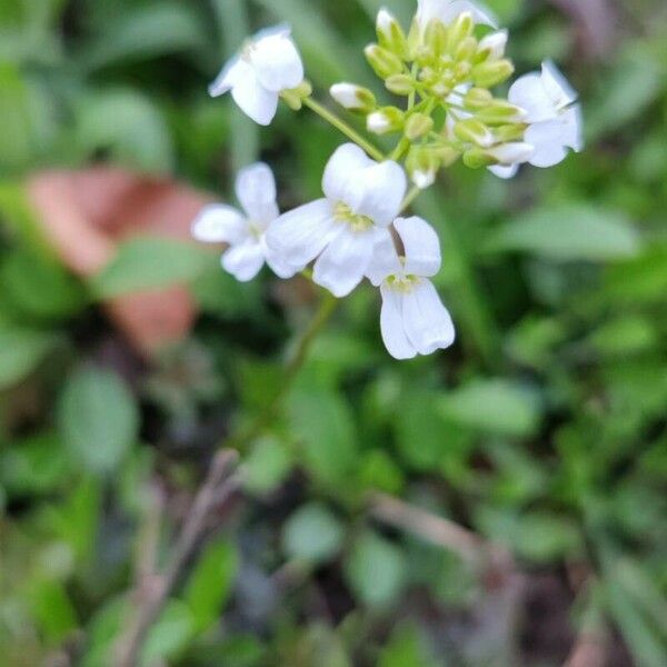 Arabis alpina Bloem