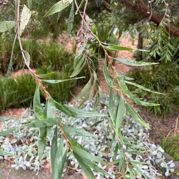 Hakea salicifolia Folla