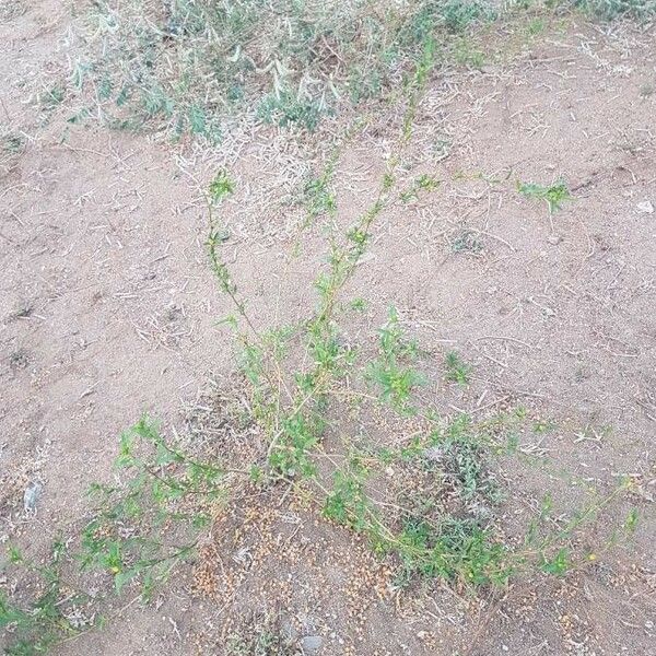 Sida spinosa Plante entière