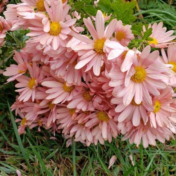 Chrysanthemum × morifolium Žiedas