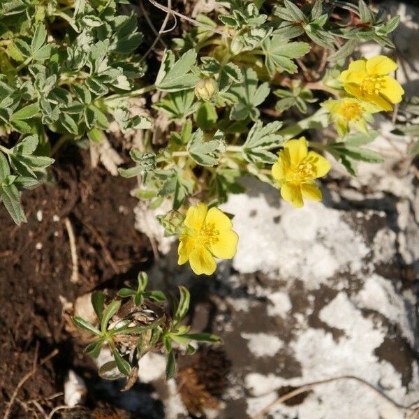 Potentilla cinerea ফুল