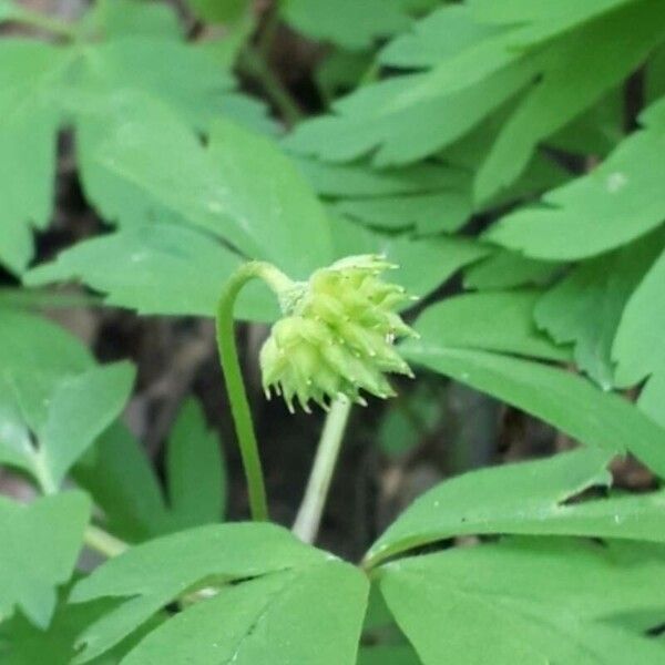 Anemonoides quinquefolia Fruct