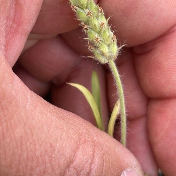 Plantago bellardii Квітка