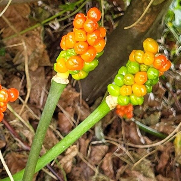 Arum cylindraceum 果実