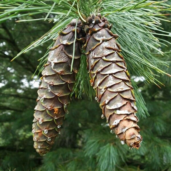 Pinus monticola Ffrwyth