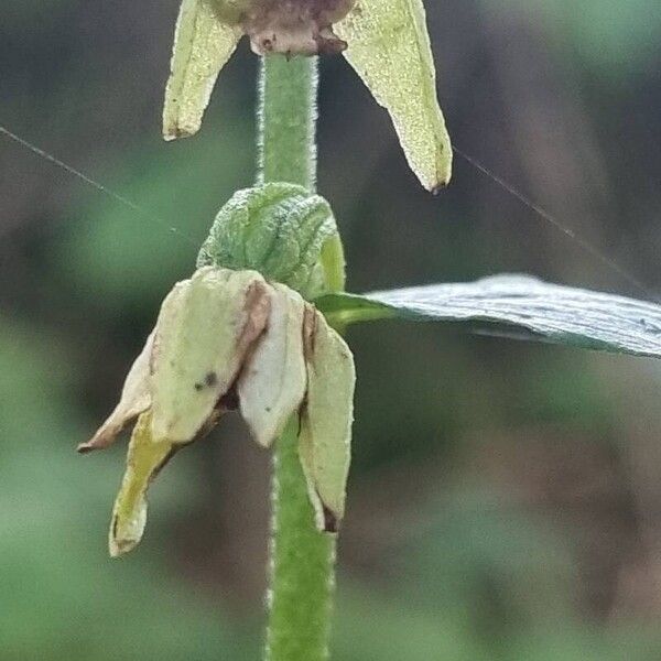 Epipactis muelleri Fiore