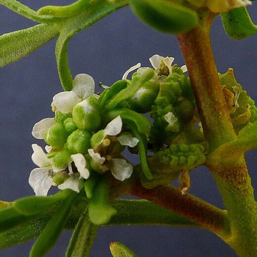 Lepidium squamatum 花