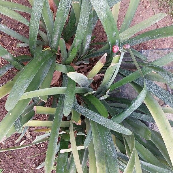 Clivia nobilis Habit