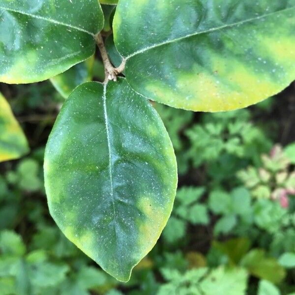 Elaeagnus × submacrophylla पत्ता