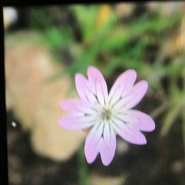 Petrorhagia dubia Flower