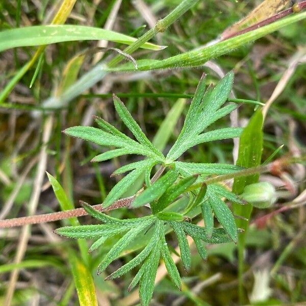 Geranium columbinum Leaf