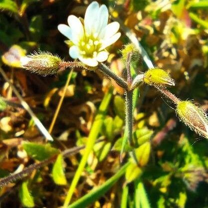 Cerastium pumilum Çiçek