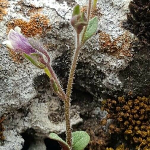 Chaenorhinum rubrifolium Λουλούδι
