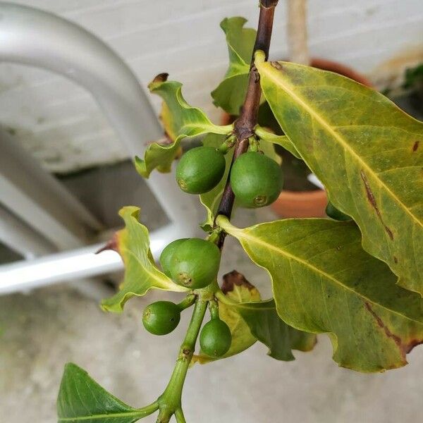 Coffea arabica Fruit