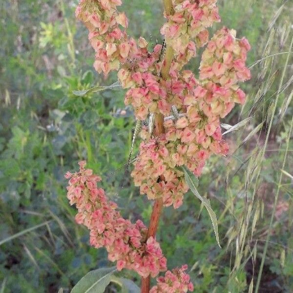 Rumex crispus Flower