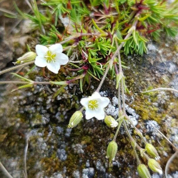 Sabulina verna ফুল