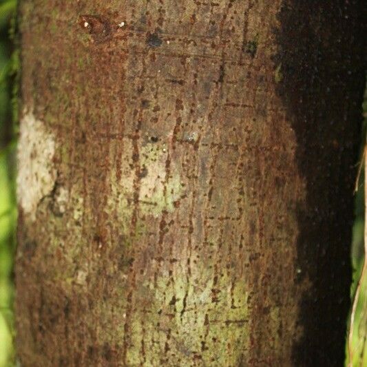 Ficus mauritiana Corteccia