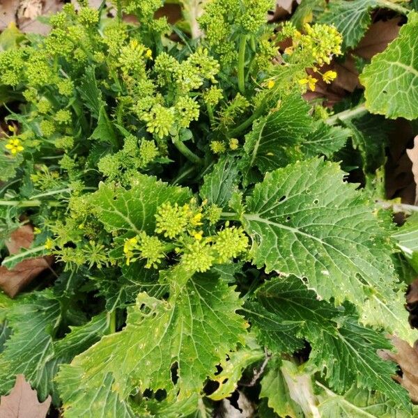 Brassica juncea Flor