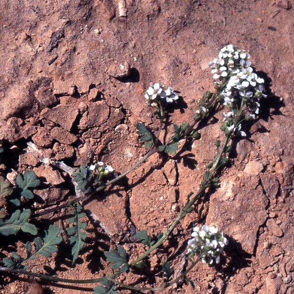 Muricaria prostrata