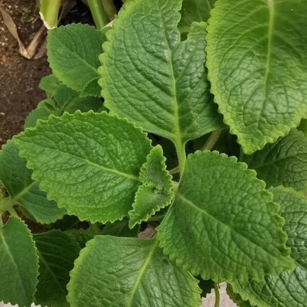 Plectranthus amboinicus 葉