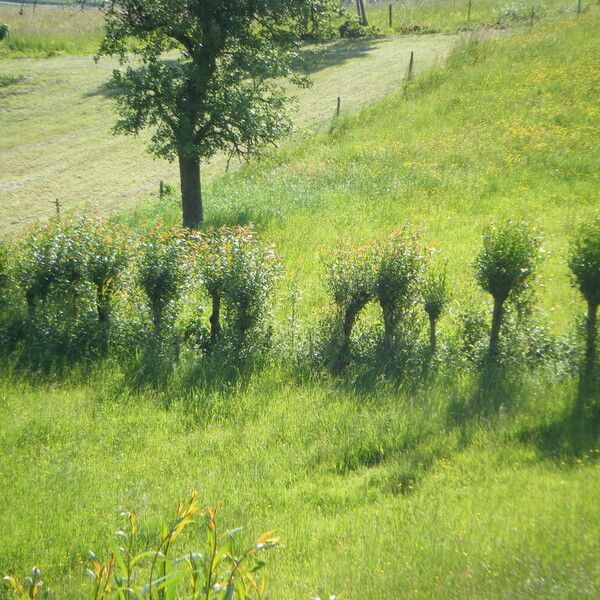 Salix × fragilis Habit