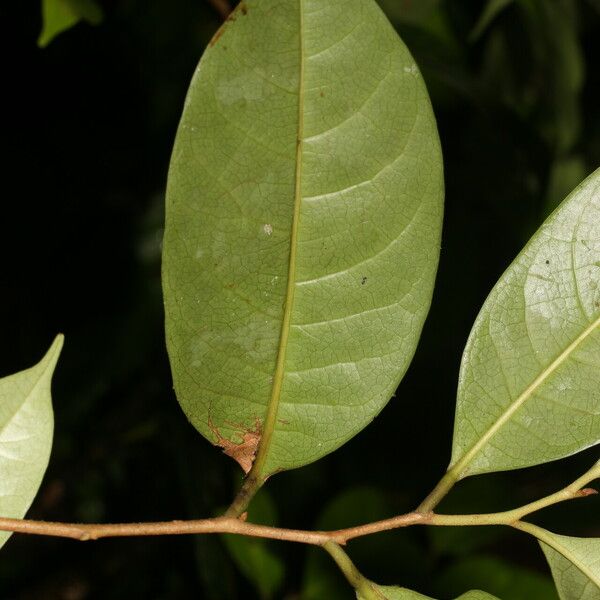 Sarcaulus brasiliensis Leaf