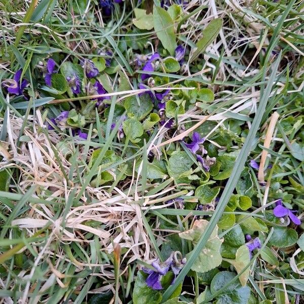 Viola odorata Kukka