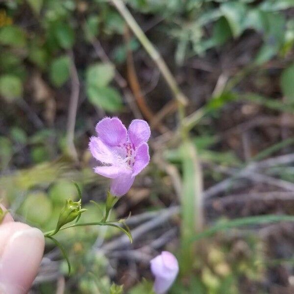 Agalinis purpurea Žiedas