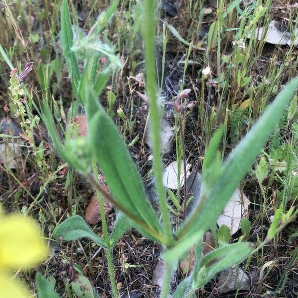 Helianthemum ledifolium Deilen