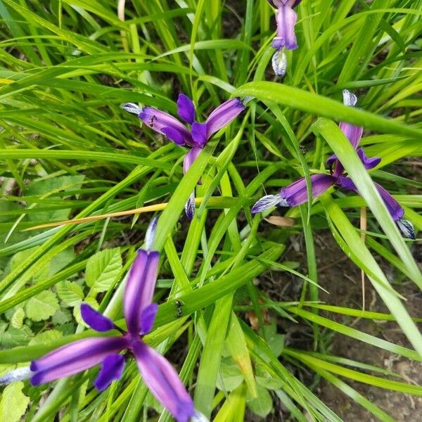 Iris graminea Blomst