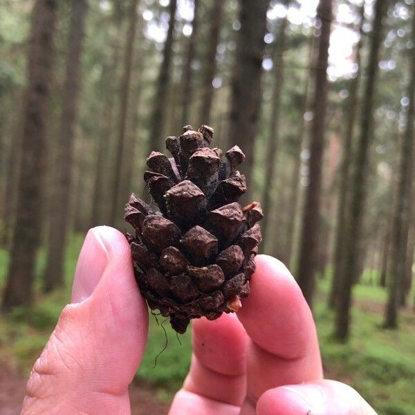 Pinus rigida फल