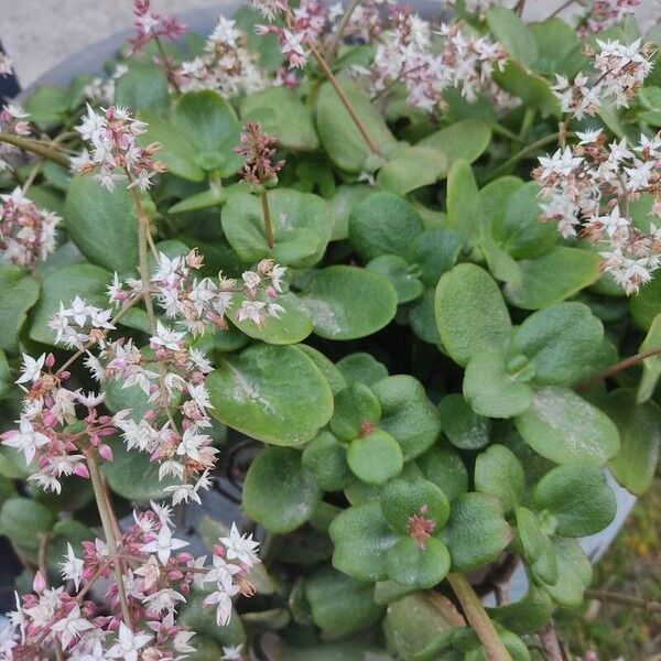 Crassula multicava Leaf