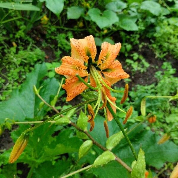 Lilium henryi ᱵᱟᱦᱟ