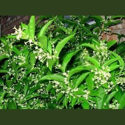 Cestrum nocturnum Fuelha