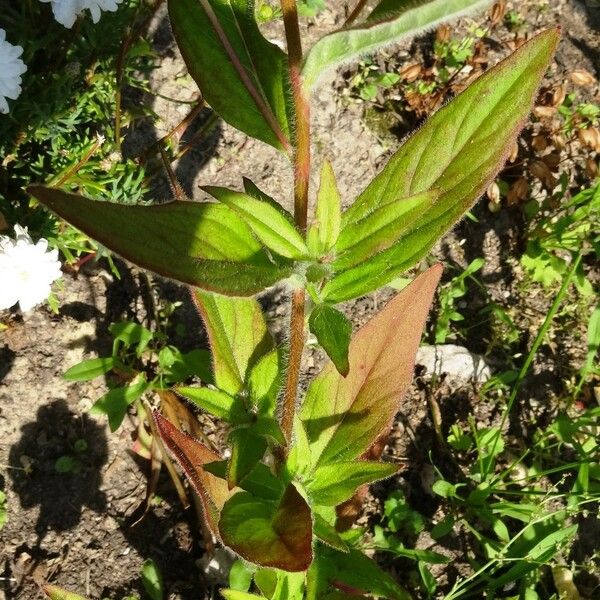 Oenothera tetragona 叶