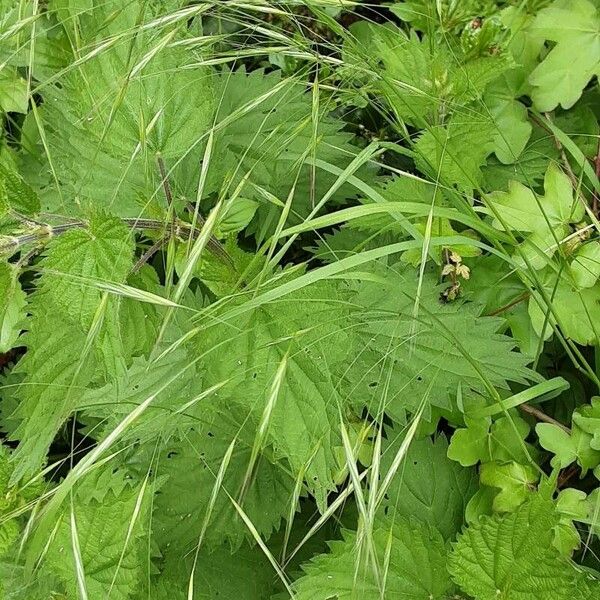 Deschampsia cespitosa Λουλούδι