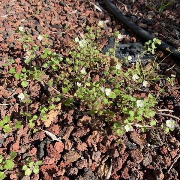 Veronica cymbalaria Habitatea