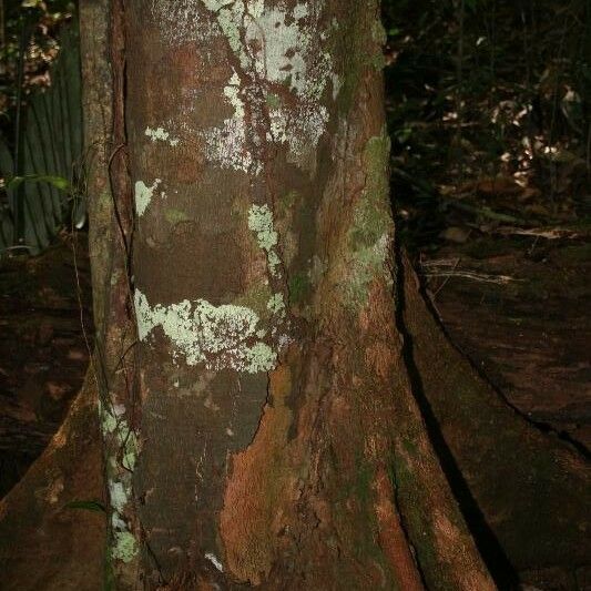 Dendrobangia boliviana പുറംതൊലി