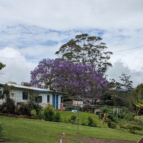 Jacaranda mimosifolia Blomma