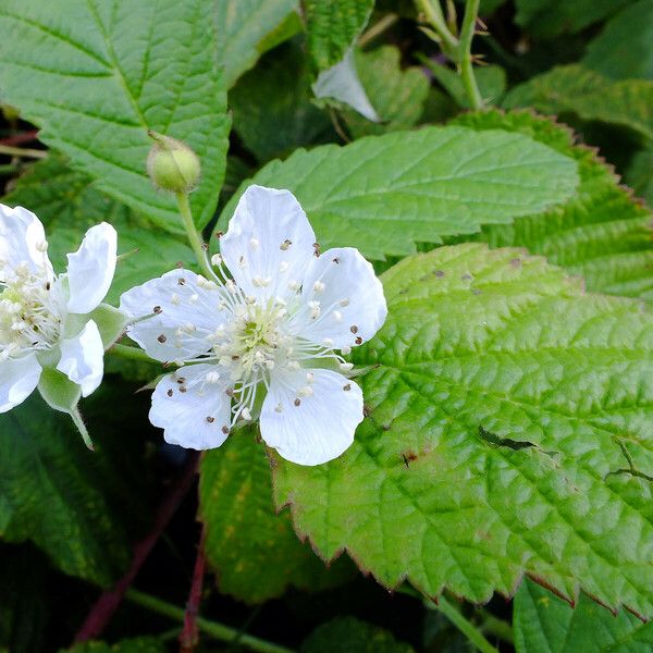 Rubus caesius Fiore