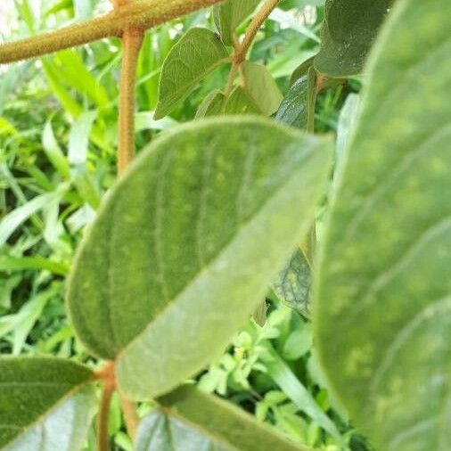 Handroanthus ochraceus Blatt
