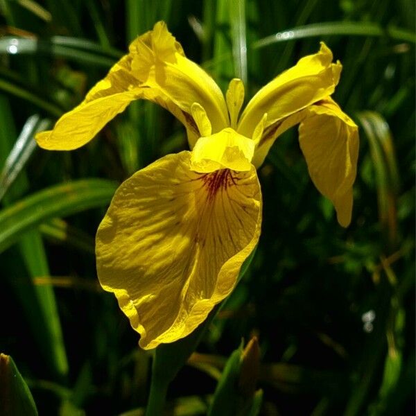 Iris pseudacorus 花