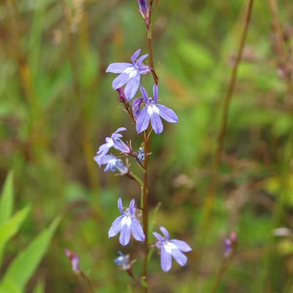 Lobelia kalmii Çiçek