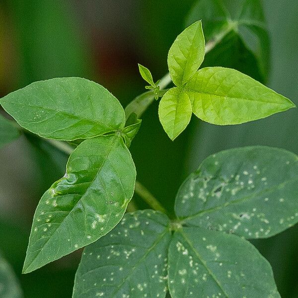 Cleome aculeata Leaf